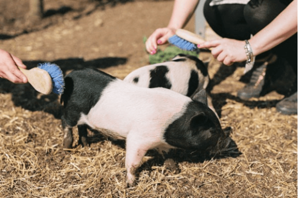 Schweinefarm beste Ostererlebnisgeschenke 2023 uk