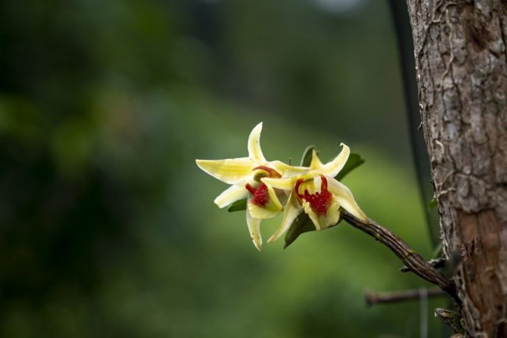 Orchideen wachsen natürliche Bäume