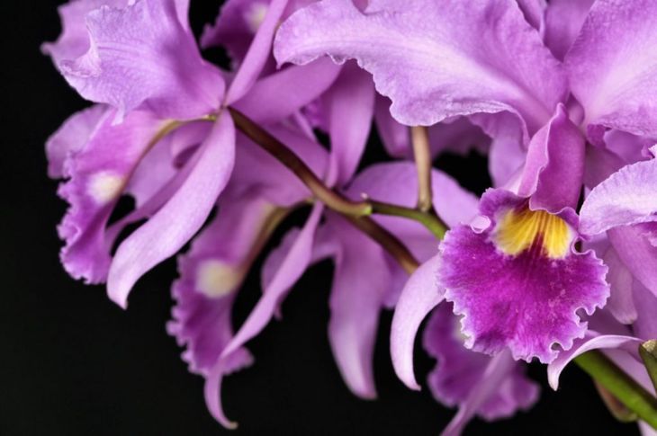 Blüte Orchidee kein Wasser