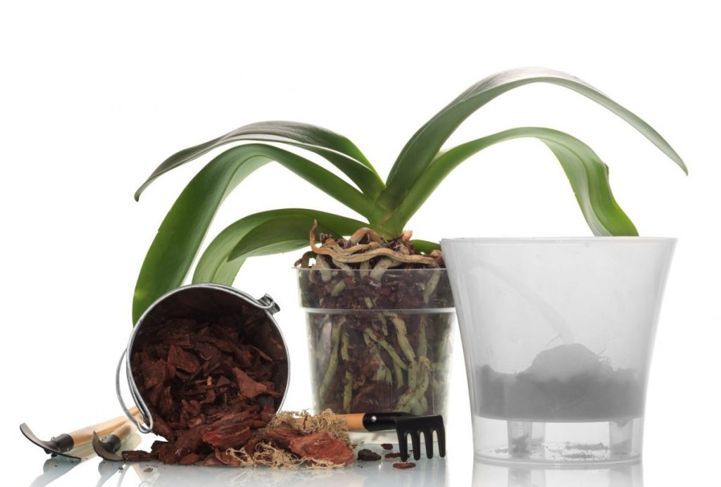 Umtopfen von Orchideenrinden-Wachstumsmedien