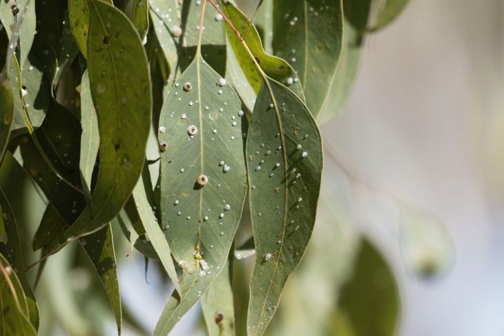 Achten Sie darauf, dass Schädlinge und Krankheiten Ihre Eukalyptuspflanze nicht zerstören.