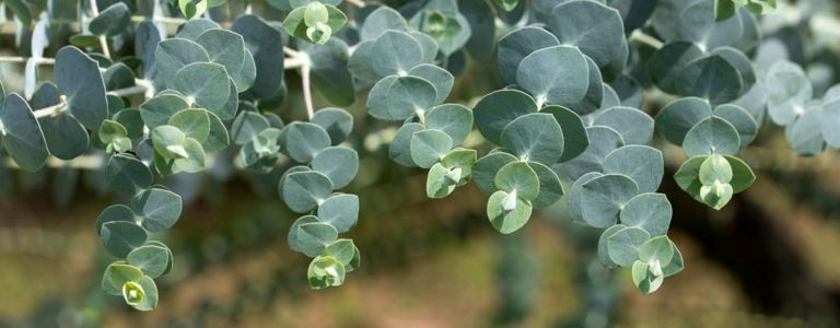 Verbessern Sie Ihr Evergreen-Spiel mit Eukalyptus