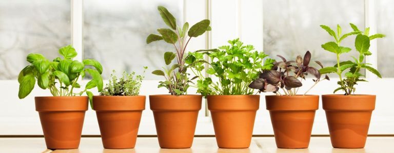 Hier sind 10 Tipps für die Planung Ihres Indoor-Gartens