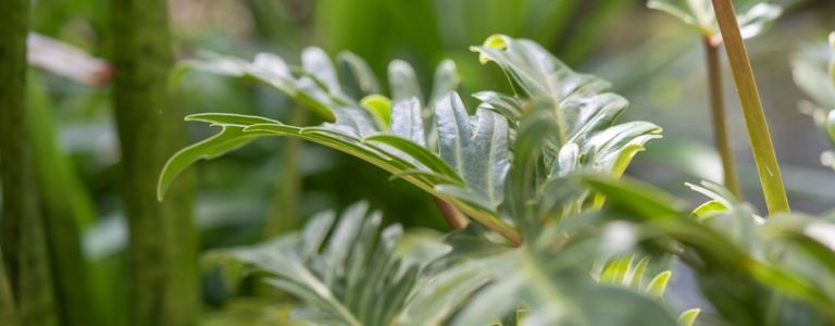 So pflegen Sie Philodendron Selloum
