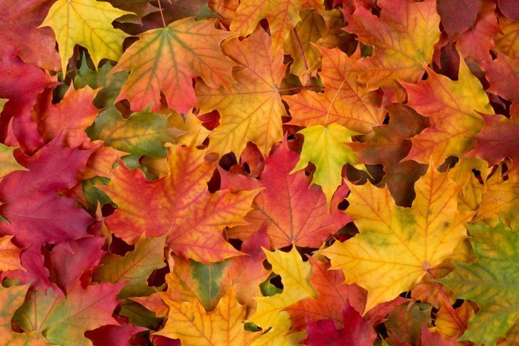 Machen Sie Herbstblattdekorationen aus Heißkleber