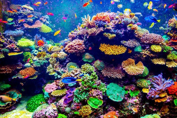 Machen Sie Koralle aus Draht