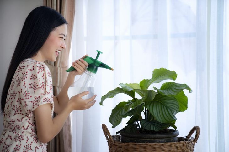 Frau gießt tropische Zimmerpflanze