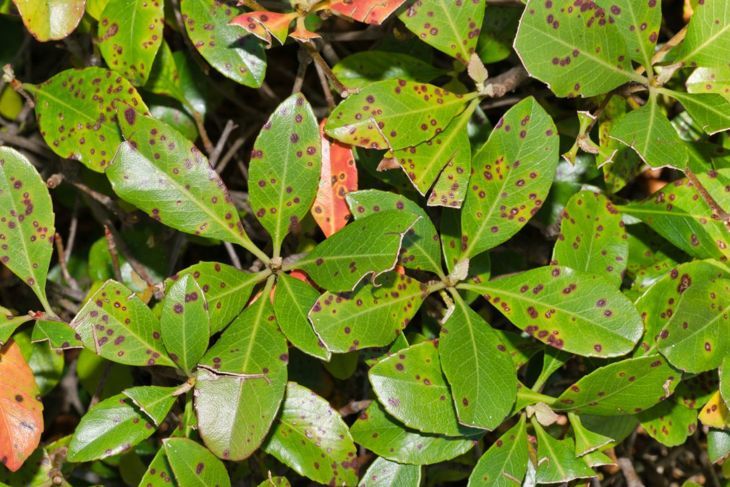 Eine von Blattflecken befallene Pflanze bietet einen Blick darauf, wie eine Infektion in einer Dornenkronenpflanze auftreten kann.