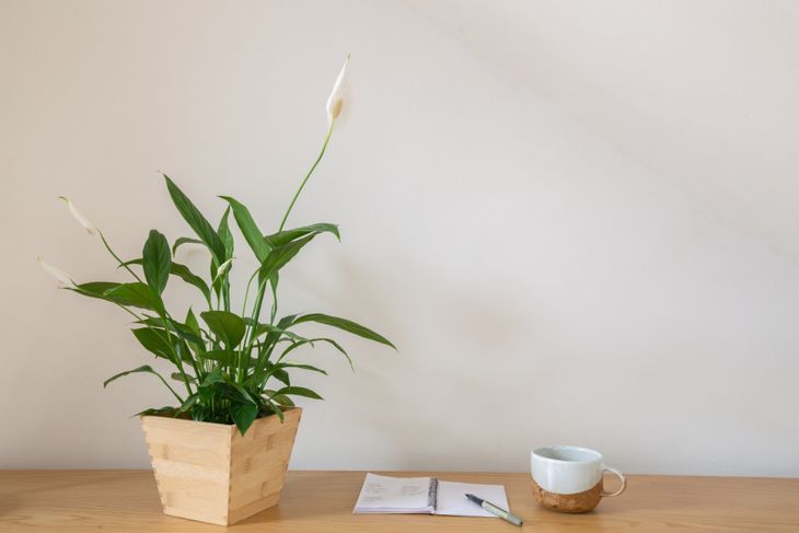 Friedenslilie Zimmerpflanze mit Kaffee und Notizblock und Stift