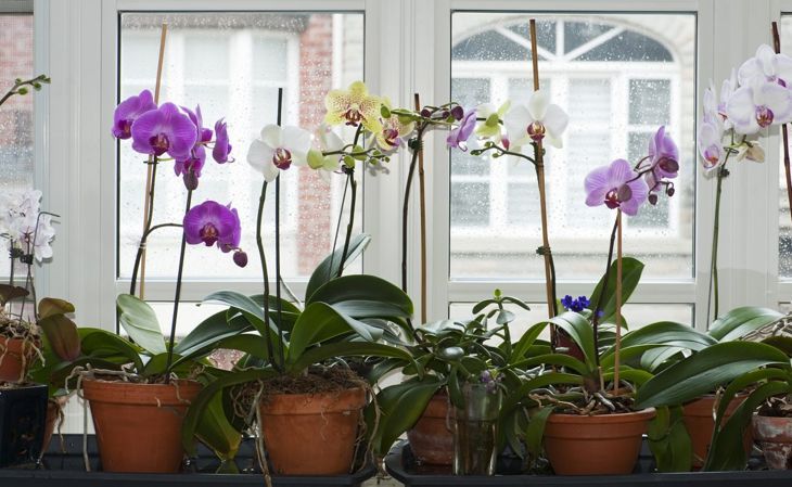 leidenschaftliche Skorpione Phalaenopsis Orchideen
