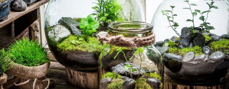 Die perfekten Pflanzen für Ihr DIY-Terrarium auswählen