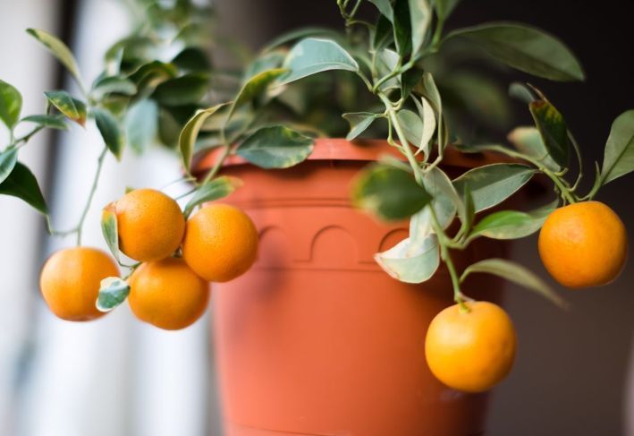 Calamondin Miniatur-Orangenbaum