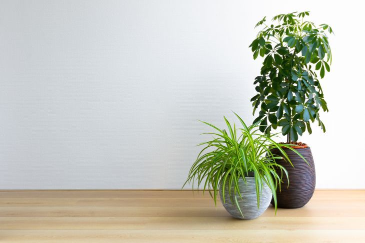 horizontales Bild eines hellen Wohnzimmers mit zwei Zimmerpflanzen, Umbrella Tree und Spiderplant, Schleffera Compacta, Chlorophytum Comosum, Kopierraum