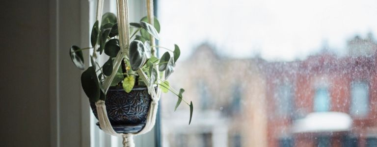 Verschönern Sie Ihren Raum mit hängenden Zimmerpflanzen