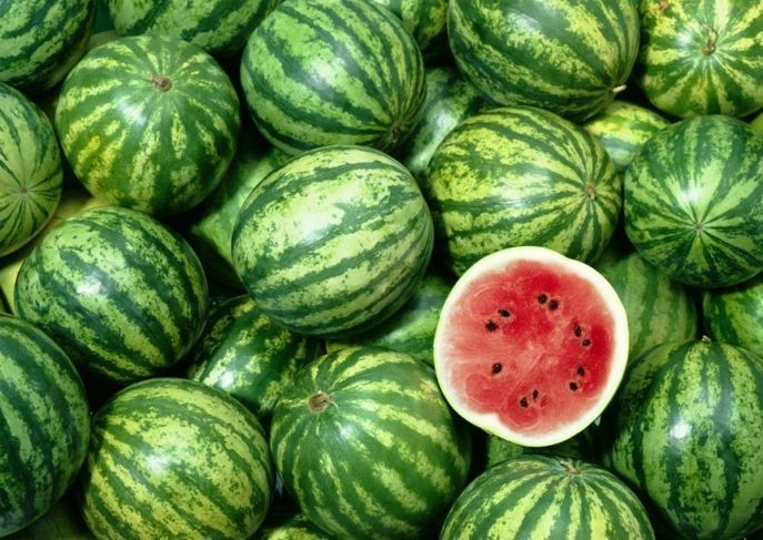 regelmäßige ovale Wassermelonen