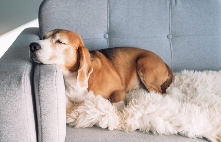 Hund, der auf einem Sofa ein Nickerchen macht