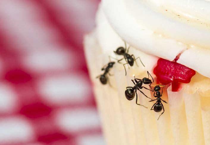 Ameisen auf einem Cupcake