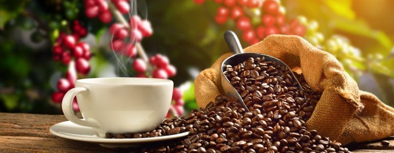 Kostspieliger Kaffee in Hülle und Fülle: Die 10 teuersten Sorten der Welt