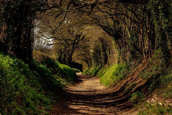 eine Straße durch den Wald in Sussex England