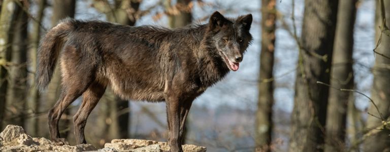 Was ist ein schlimmer Wolf? Fakten zum Schreckenswolf
