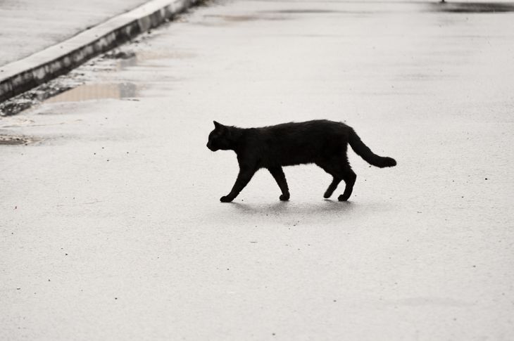 Schwarze Katze überquert die Straße