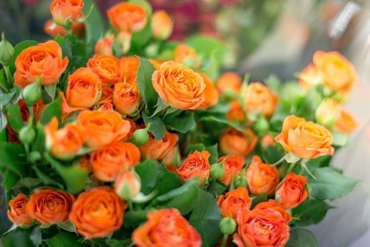 Strauß orangefarbene Rosen blühen