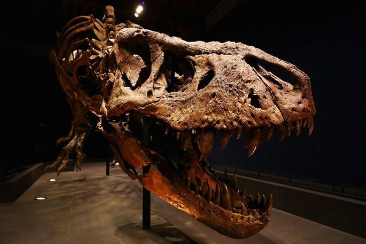 Tyrannosaurus-Fossilien ausgestellt
