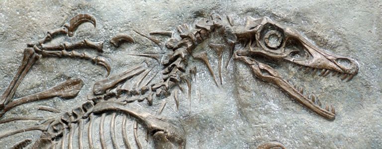 Was waren Velociraptoren?
